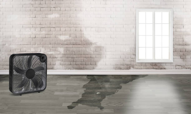 Best Professional water damage repair  in Stro Valley, CA